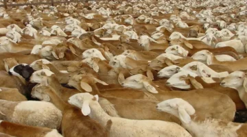 استئناف التصدير.. السودان يلغي ضرائب الماشية مؤقتًا في محاولة لإنعاش الاقتصاد المتدهور